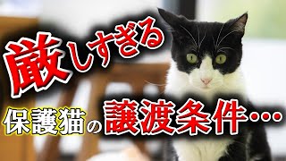 保護猫の譲渡条件について