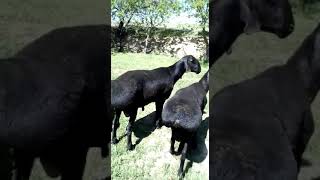 Таза кандуу тажик гисар кочкорлор байланыш номер 0773955195 ватсап