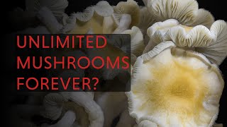 Grow Unlimited Mushrooms Forever with THIS Trick!