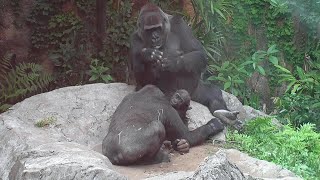 【Dangerous】 A huge tree flew over baby gorilla \