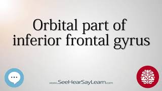 Orbital part of inferior frontal gyrus   Anatomy of the Brain   SeeHearSayLearn 🔊