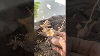 আমার ছাদবাগানের আদা।#gardening #plants #ginger