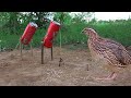 DIY Quail Trap using Sting Cambodia Cans and Wood