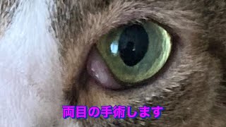 #猫　#目手術　#瞬膜線整復術