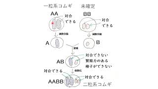 倍数化によるコムギの進化　高校生物発展