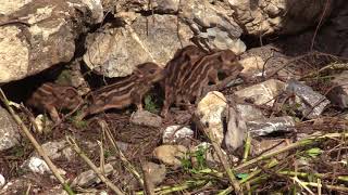 Cinghiali a Genova - Cuccioli nel Fereggiano