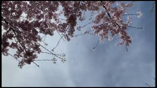 Cherry  Blossom || Branch Brook park || New Jersey|| April ,2023