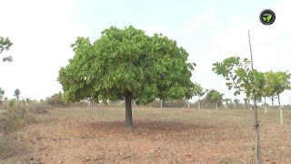 ಹುಳಿಯಾರಿನಲ್ಲಿ ಗೋಡಂಬಿ ಬೇಸಾಯ | Cashew