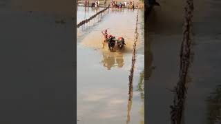 Hosabettu Yerimaaru Barke | Rope Junior | Kadandale Devara Kambala