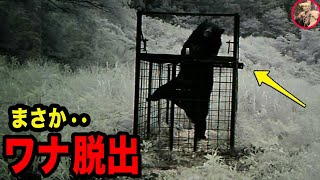 【クマ大脱出】イノシシの罠に錯誤捕獲された後に・・・