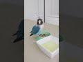 ボタンインコ　ワイルドな食事