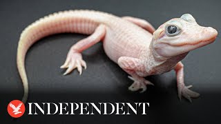 Exceptionally rare white alligator born at Florida park