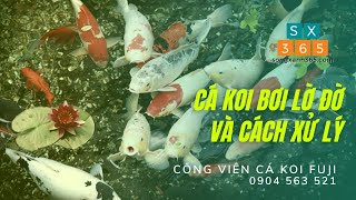 Cá Koi bơi lờ đờ và cách xử lý - koi fish swimming sluggishly and how to handle 0904 563 521