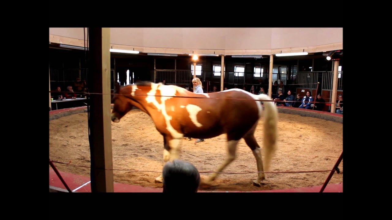 Freiheitsdressur Mireille Youtube