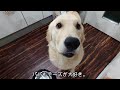 あれれっ！お行儀が悪いのはどっちですか？ゴールデンレトリバーの子犬ティト。