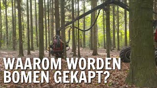 Waarom worden bomen gekapt? | De Buitendienst over hout