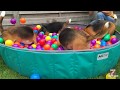 TOP 10 Reasons Why YOU Need A BEAGLE and a Ball Pit.