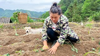 今天歐妹栽了很多紅薯，幹完活用兩斤辣椒做個爆辣下飯菜 planted a lot of sweet potatoes toda