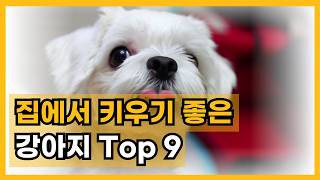 집에서 키우기 좋은 강아지 top 9 l 아파트 실내 강아지 추천