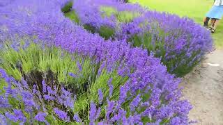 A Flustering Lavender Farm, Wanaka