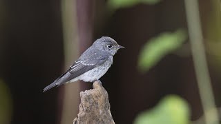 高字塔的烏鶲/Dark-sided Flycatcher