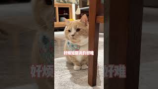 小猫的烦恼 #假如猫咪会说话 #四川rap #萌宠 #飞机响响 #萌宠出道计划 #宠物日常记录 #宠物生活