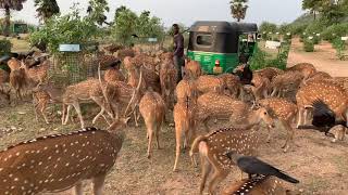 Beauty of Trincomalee | எழில் மிகு திருகோணமலை | Deer