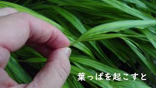 宇治市植物公園　【学べる植物公園】フウチソウ