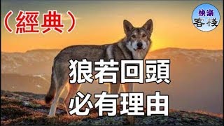 狼若回頭，必有理由（經典）｜心靈勵志｜快樂客棧