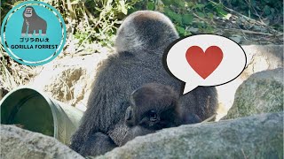 3 yrs old gorilla Kintaro still wants to stick with his mom Genki【Kyoto City Zoo】