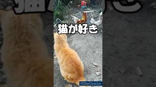 やっぱり猫が好き - We still love cats -