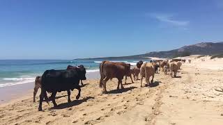 VACAS EN LA PLAYA DE BOLONIA