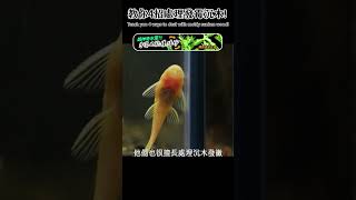 養魚長白白斑點！發霉了該怎麼辦😱😱  How to remove mold from driftwood? #shorts