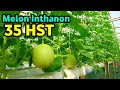 Melon Inthanon 35 HST: Update Menarik di Greenhouse NFT