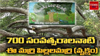 700 సంవత్సరాలనాటి ఈ మర్రి పిల్లలమర్రి(వృక్షం) |Pillalamarri Banyan Tree |Time 24x7 Tv #pillalamarri