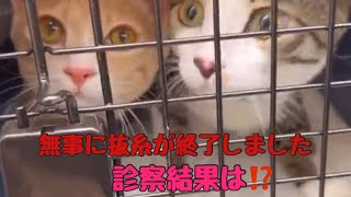 《無事に抜糸が終わりました❗️術後2週間が経ちました》#ねこのいる生活 #多頭飼い #ねこ #術後　#抜糸　#動物病院　#保護猫　#避妊手術