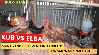 AYAM KUB VS AYAM ELBA MANA YANG LEBIH UNGGUL DAN MENGUNTUNGKAN