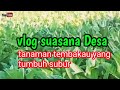 vlog suasana Desa || tanaman tembakau yang subur @r234official5