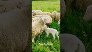 Sheep | Sheep Videos | Sheep Videos for kids #oddlysatisfyingvideo #shorts #sheep #goat