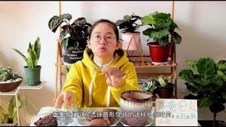 红薯只能用来吃？教你一招把它养成盆栽，美的不要不要的