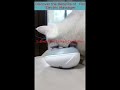 Pets Electric Massager #reels #reelsvideo #trend #reelitfeelit #youtube #trendingreels