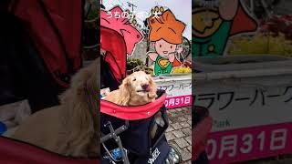 【ポン太18歳の日常】＃18歳7ヶ月＃メラノーマ＃ミニチュアダックスフンド＃シニア犬＃老犬＃dog