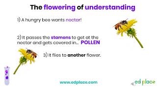 Year 3 and 4 Science Lesson: Flowers - EdPlace