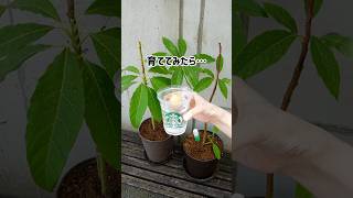 【アボカド栽培🥑🌱】アボカド仲間募集中🫶収穫できる気配はないけど、観葉植物として名前をつけて大切に育ててます🪴 #つやこママ #アボカド栽培 #観葉植物 #avocado #アボカドチャレンジ