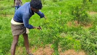 guide to Pomegranate plants pruning | promogranate cultivation in South India