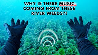 I Heard MUSIC Coming From These River Weeds Underwater (Then Found It's Source!)