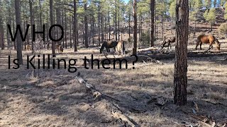 Apache Wild Horses are being slaughtered