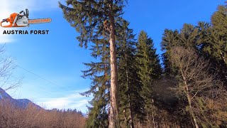 Tree - felling with Cable winch support at one High voltage cable