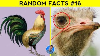 ஆச்சிரியப்படுத்தும் 5 உண்மைகள்😱Part-16🤯RandomFactsTamil💐Crazy Roaster💫 #rooster #snail #ostrich #leo