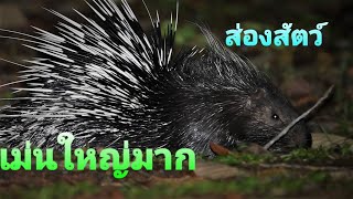 ส่องสัตว์กลางคืน เจอเม่นตัวใหญ่มาก Malayan porcupine